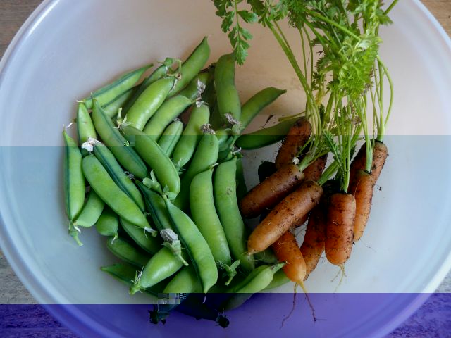 Peas & Carrots.jpg