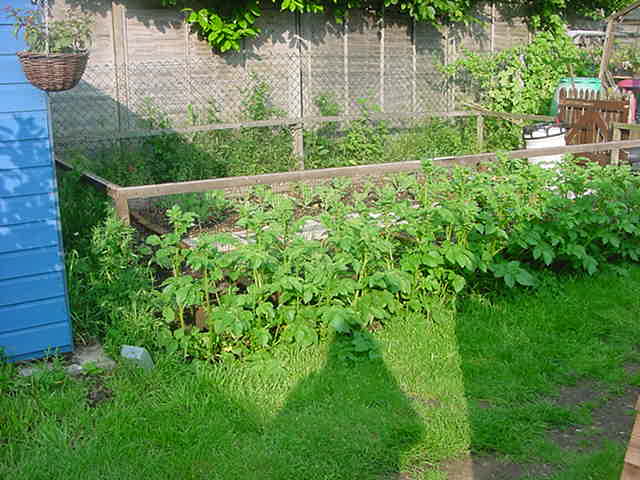 Larger plot and potatoes