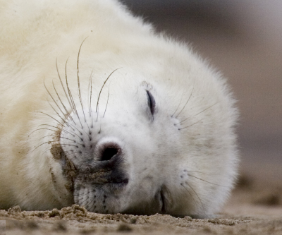 seal5.jpg
