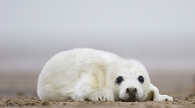 seal4.jpg