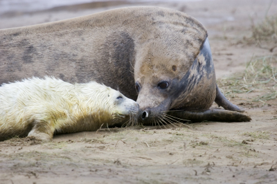seal6.jpg
