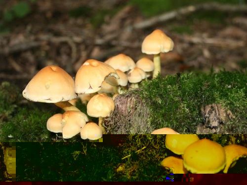 Mushroom Mushroom
