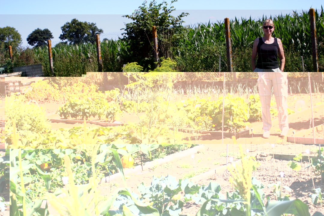 Veg patch1 Jul 08.jpg