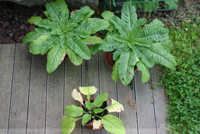 Comfrey.jpg