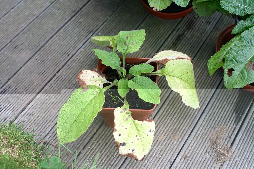 Mystery plant.jpg