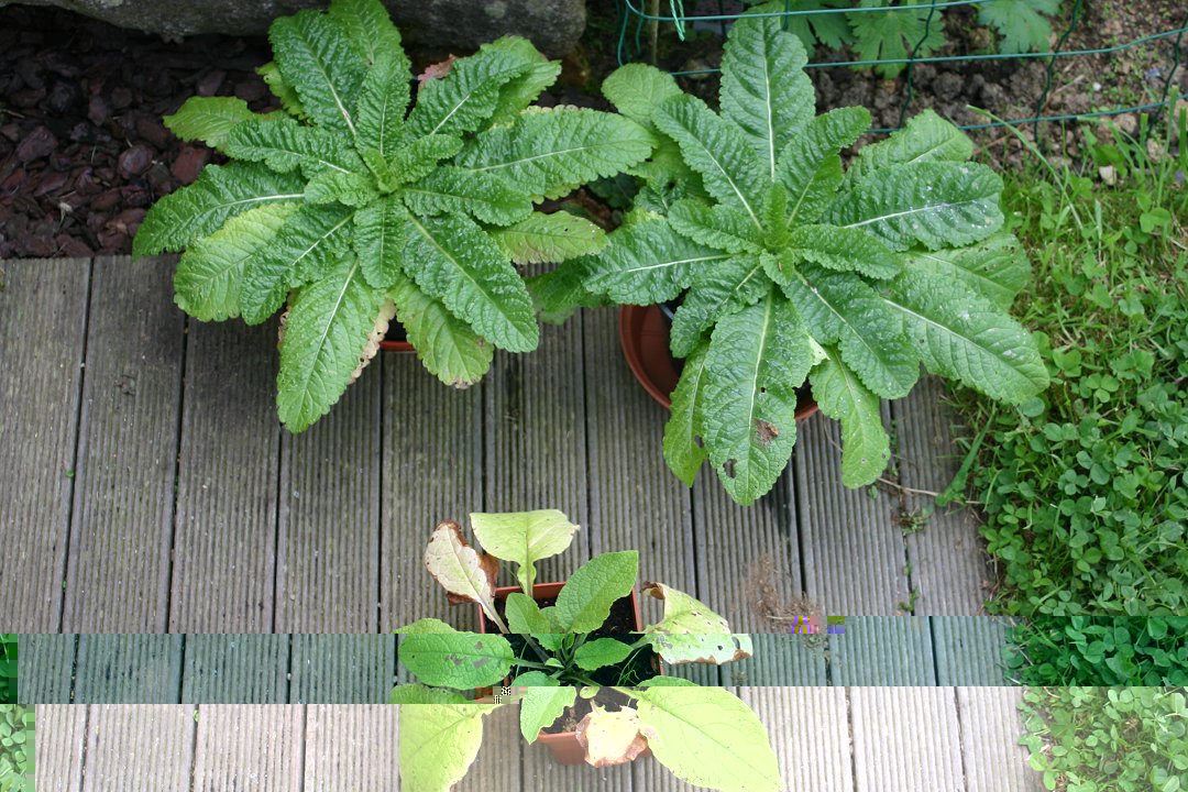 Spiky plants.jpg