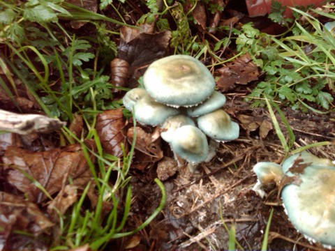 IMG00030-20091106-0906.jpg