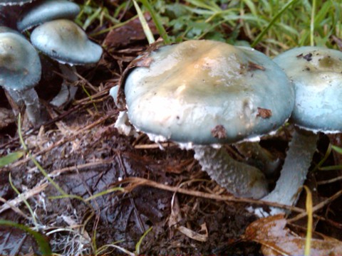 IMG00031-20091106-0906.jpg