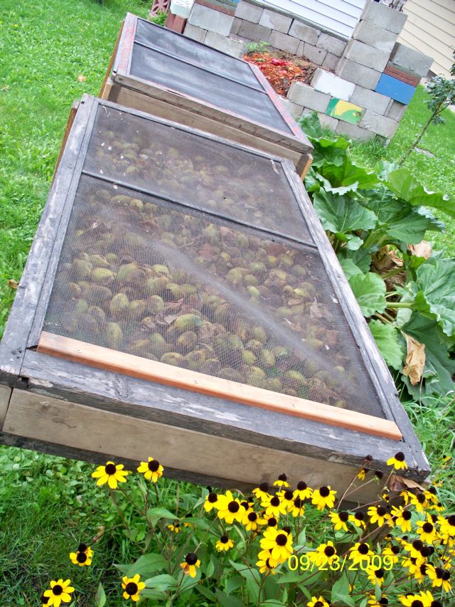 I made these cages to keep out the squirrels...they Love Butternuts ALOT !