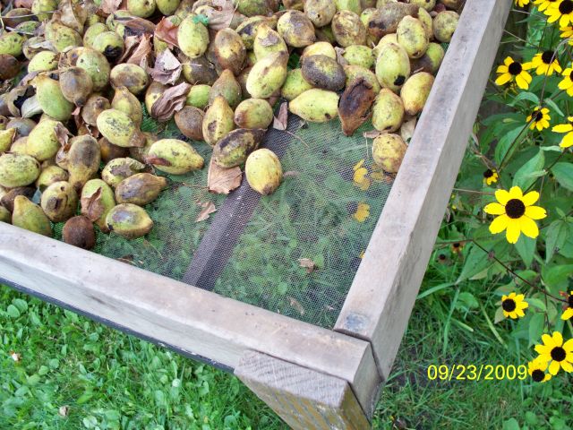 I thought I'd share a photo of the Butternuts we picked
